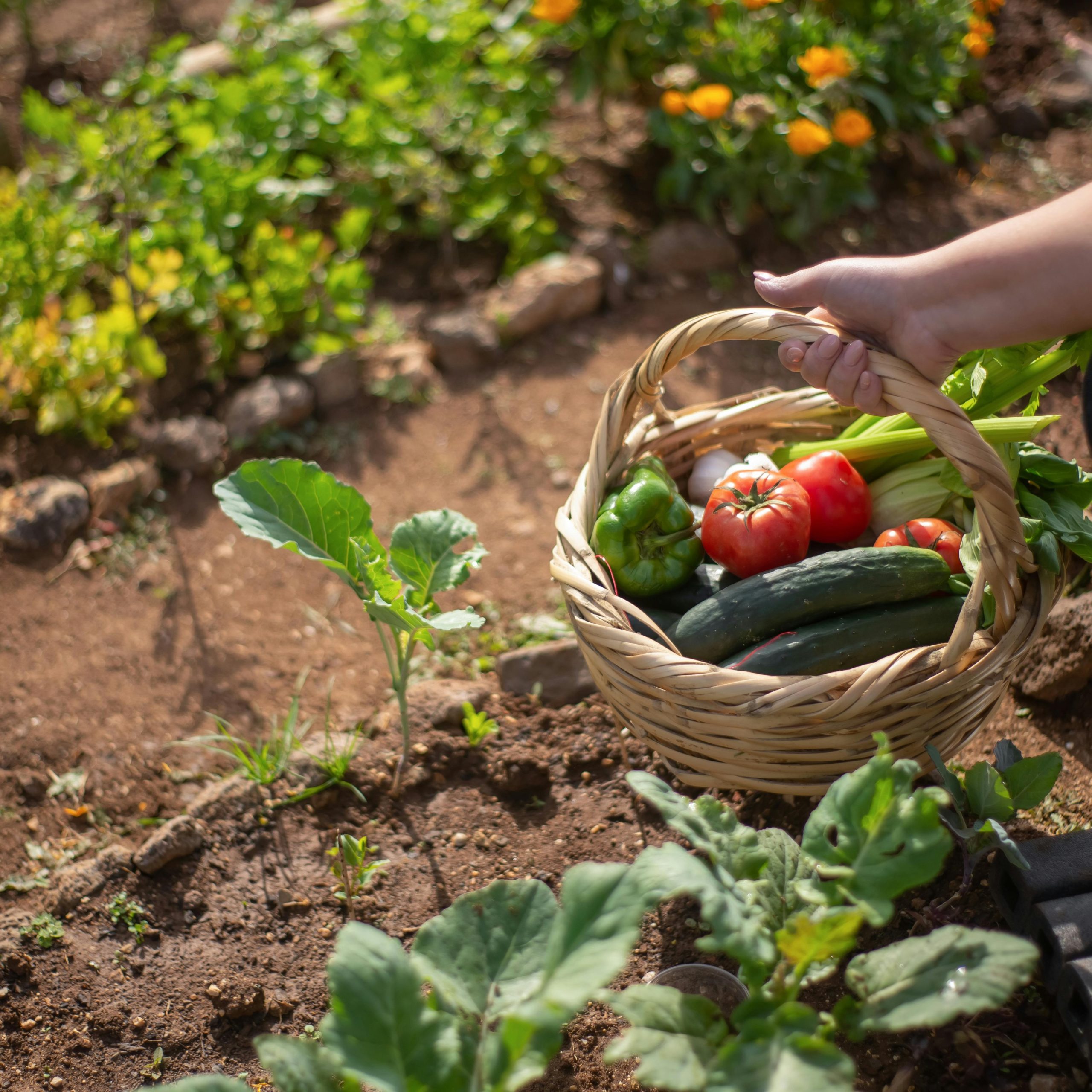 A garden. A person on the right side is picking vegetables and loading them into a basket.